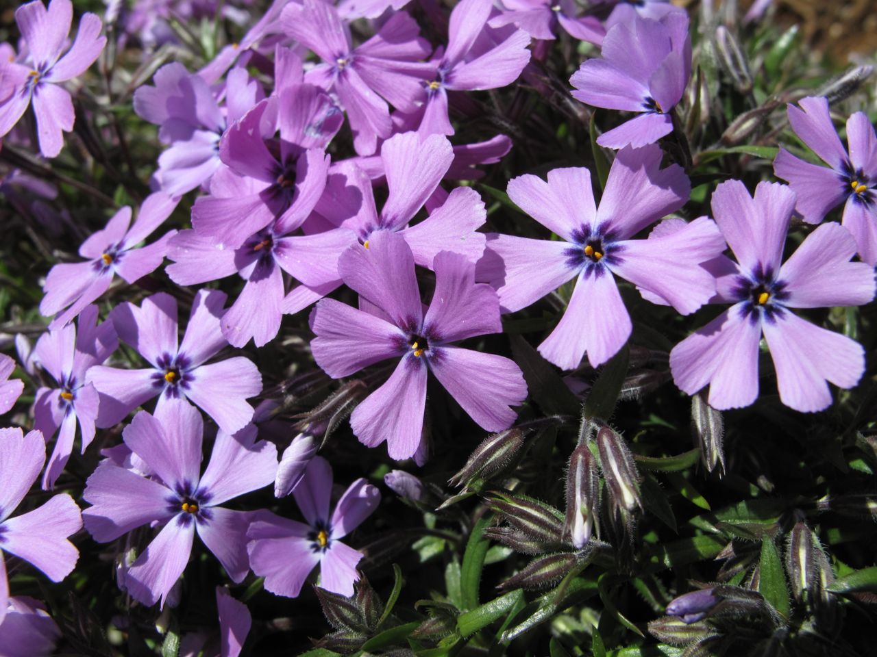 Phlox subulata 'Purple Beauty'